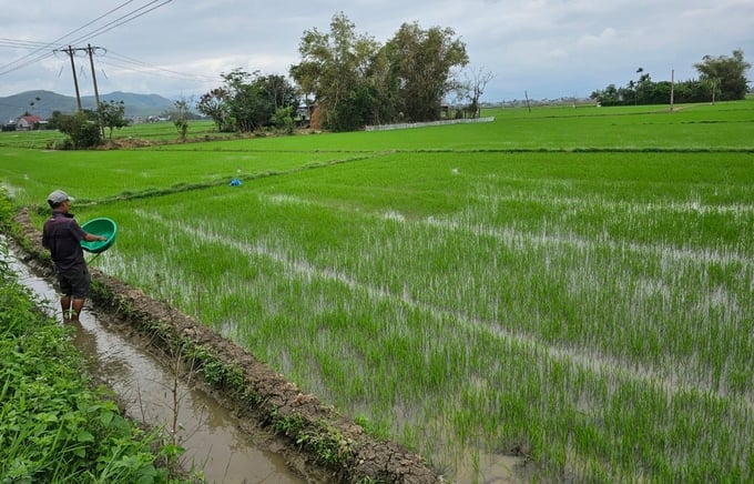 Canh tác lúa bền vững thông qua bản đồ dinh dưỡng đất