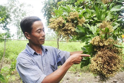 Tiền Giang: Công bố dịch bệnh chổi rồng trên cây nhãn