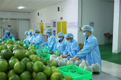 Lấy ý kiến góp ý dự thảo báo cáo phân tích nguy cơ dịch hại của Úc đối với bưởi tươi nhập khẩu từ Việt Nam