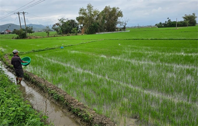 Canh tác lúa bền vững thông qua bản đồ dinh dưỡng đất