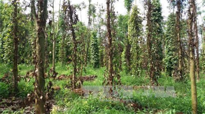 Dự báo tình hình dịch hại tuần 01 tháng 04 năm 2023