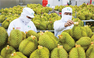 Trung Quốc phê duyệt thêm 829 mã số vùng trồng và 131 mã số cơ sở đóng gói sầu riêng của Việt Nam.