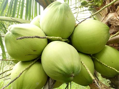 Góp ý dự thảo báo cáo phân tích nguy cơ dịch hại đối với dừa tươi của Việt Nam xuất khẩu sang Hoa Kỳ