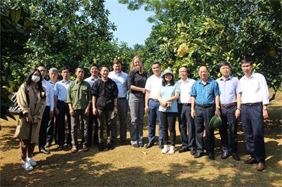 Đoàn công tác APHIS kiểm tra vườn trồng bưởi tại Phú Thọ