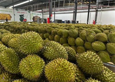 Sầu riêng Việt Nam được xuất khẩu chính ngạch sang Ấn Độ